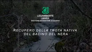 Riproduzione della trota mediterranea nel Centro Ittiogenico di Borgo Cerreto