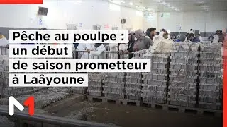P&ecirc;che au poulpe : un d&eacute;but de saison hivernale 2026 sous des indicateurs tr&egrave;s encourageants