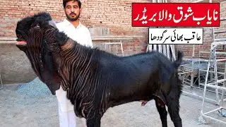 Most Beautiful Breeder Goat Of The World Aqib Bhai Sargodha 2024