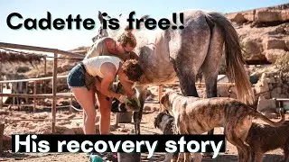 DID THEY REALLY CONTACT US? | Tenerife horse rescue Finca life EP 47