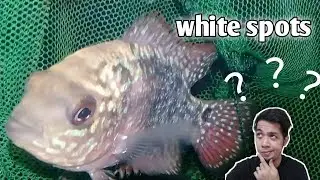 FLOWERHORN CARE | how to cure white spots/ich (tagalog with eng sub) -hendrix backyard