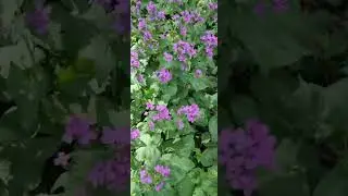 I honestly love Lunaria. Honesty plants in full flower here in the BCP garden. 14 Sept 2023