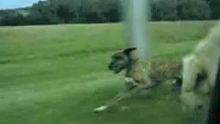 Stupid Dog jumps out of car