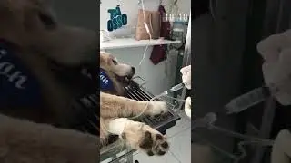 Lion&rsquo;s Chemo