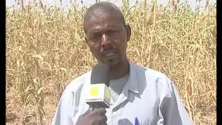 Practical Action Eastern Sudan FSL Project 2018