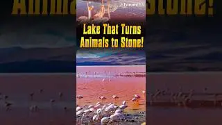 Lake That Turns Animals Into Stone &ndash; The Deadly Secret Behind Nature&rsquo;s Most Mysterious Lake!