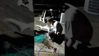 9 gill shark caught from capitola warf