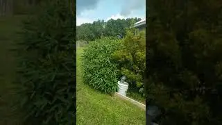 DIY June bug trap