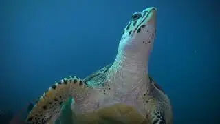 Liquid Motion Academy Dives Cozumel