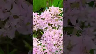 Most beautiful flower Ultra High Definition #naturelover #flowers #naturephotography #viral video 8k