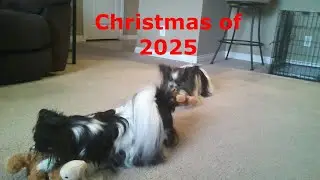 Our Dogs' Christmas