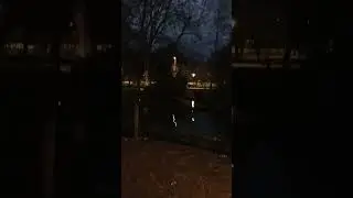 El pavo real se retira a pernoctar. Se oye el viento. 🦚🌬️🪾