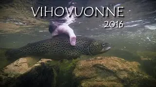 Vihovuonne heinäkuu 2016