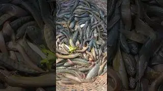 Massive Fresh Fish Harvest: An Exclusive View  exper
