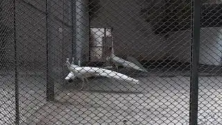 White Peacock (সাদা ময়ূর) | Never see before white peacock in any place