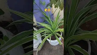 &hearts;️#nature #subscribe #greenlove #like #garden