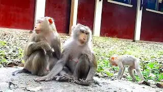 Беременная Либби чувствует себя некомфортно, но Лун и Линкс остаются рядом, чтобы утешить её 💕