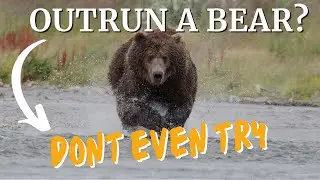 How Fast Can Bears Run? (Hint: Faster Than You!)
