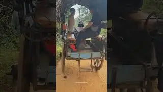 Old-school rides! Sri Lanka&rsquo;s traditional cow cart in action. #SriLanka #cowcart #travel #village