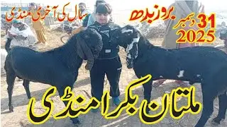 Multan bakra mandi updated qurbani 2026/31dec/2025