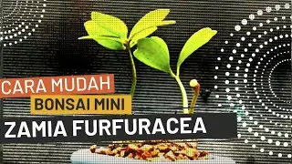 SILAHKAN DI COBA !!! SEPERTI INI MEMBUAT BONSAI MINI ZAMIA FURFURACEA  KECIL IMUT DAN CANTIK