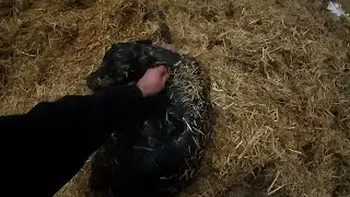 Calving Season Begins
