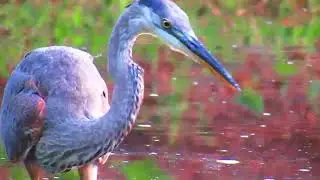 Great Blue Heron The Ferocious Hunter at Its Best Takes Dozen of Fish in 2 minutes Humber Arboretum