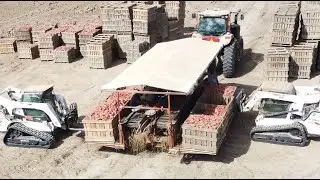 Vardaman Sweet Potato Harvest 2023