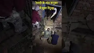 रेवाड़ी के गांव कनुका में घुसा तेंदुआ #haryana #rewarinews #trending #viral #news #rewari