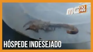 Infestação de escorpiões assusta moradores no bairro Mangueiras, em BH