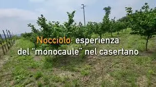 NOCCIOLO: ESPERIENZE DEL MONOCAULE NEL CASERTANO