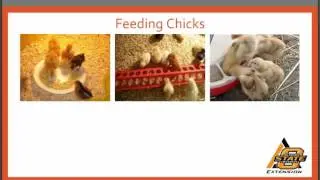 Alternative Enterprise Basics: Small Scale Poultry Production