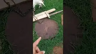 Goats for a self-sustaining system!