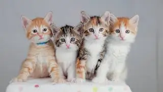 1000 panther kittens named Bob 🐾🥰