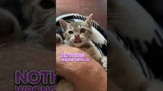 Tibs cat is a born killer.
