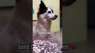 &hearts;️🥹&hellip;. #cutedogreels #dog #viral #shorts
