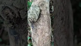 beetle marks under Ash, Fraxinus excelsior, bark