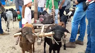 Feira das Ovelhas, Porcos, Rações Capoeiras Pe.26/12/25