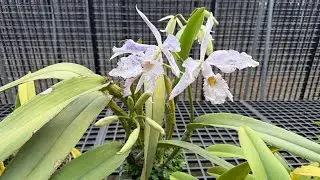 巨大喜德利亞蘭 來花