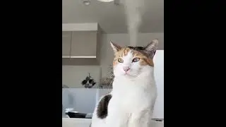 Steam Spewing From Cat's Head With Kettle Whistle