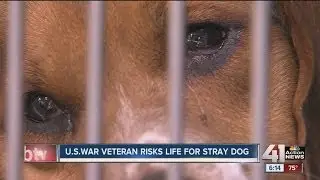 U.S. war veteran saves dog's life