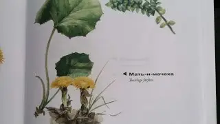 Мать - и -  мачехa. Huflattich. Lat.: Tussilago farfara. Мария Требен.