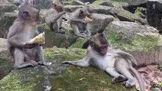 Baby Monkeys Eating Coconut - Great Action Of Little Monkeys Eating Coconut