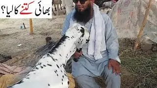 Bakra Mandi Mai Mukhtalif Soday - Lahore Bakra Mandi 2018
