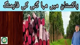 Mohagany farming in Pakistan with Detail