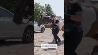 How to help your horse trailer loading
