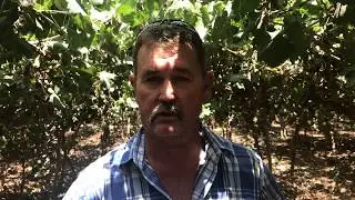 Improving Soil Salinity and Growth, Yield and Fruit Quality of Grapevines using Nile Fertile.