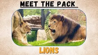 Meet the pack: Lions
