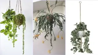 Stylish Indoor Hanging Plants decor ideas #garden #2025