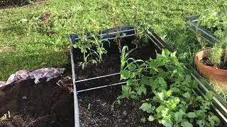 Zone 10a Garden Clean Up #florida #garden #gardening #blackgardener 